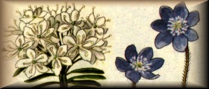 kaivauksen esittelysivuille